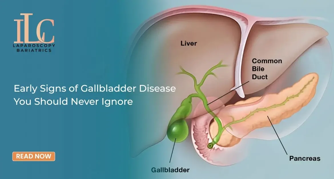 Gallbladder anatomy showing liver bile duct pancreas and gallbladder